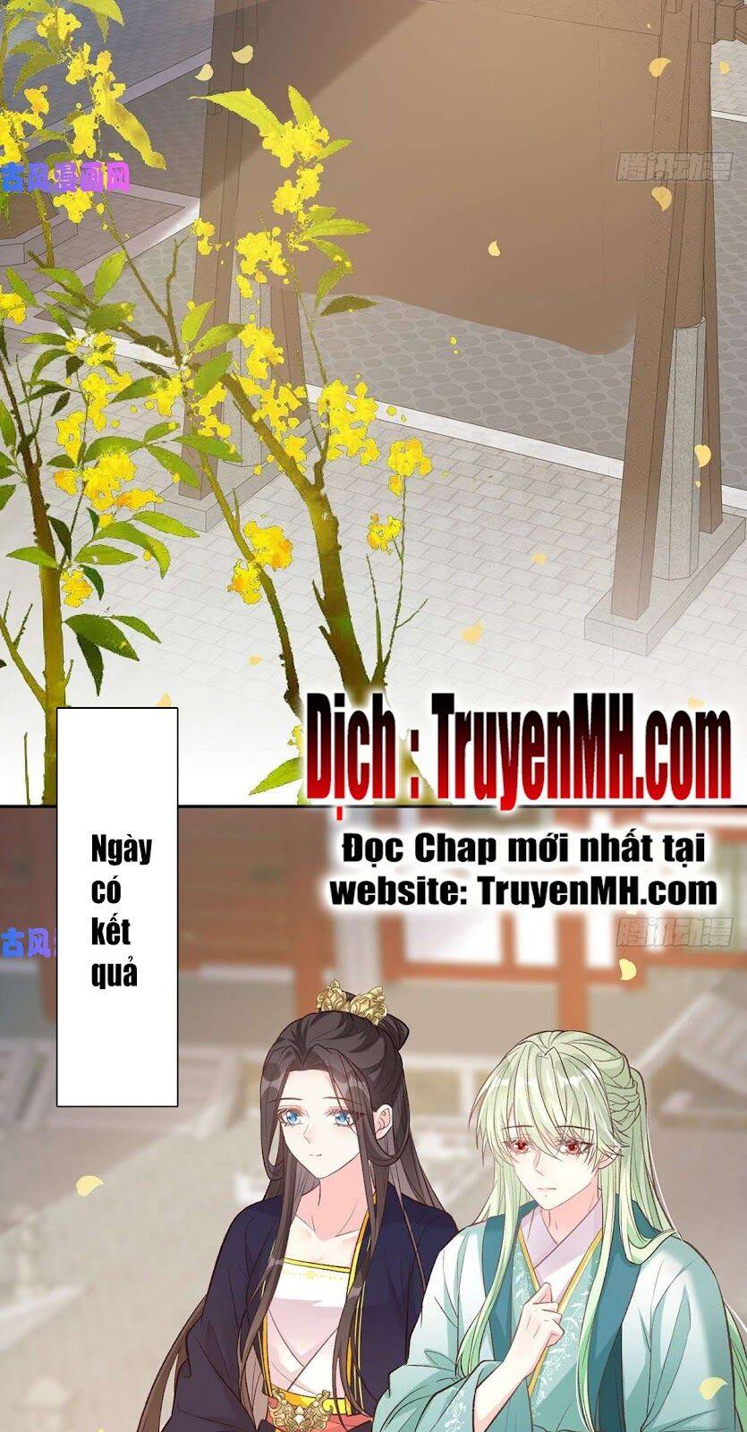 Kiều Mỵ Phu Lang, Tại Tuyến Lục Trà Chapter 60 - 4